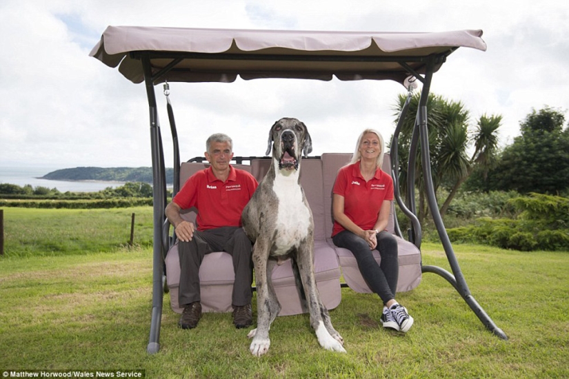 It seems that this is the tallest dog in the world: a two-meter Great dane weighing 76 kg It seems that this is the tallest dog in the world: a two-meter Great dane weighing 76 kg