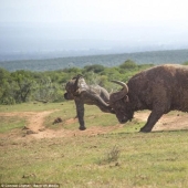 It&#39;s a pity for the baby, but this is Nature