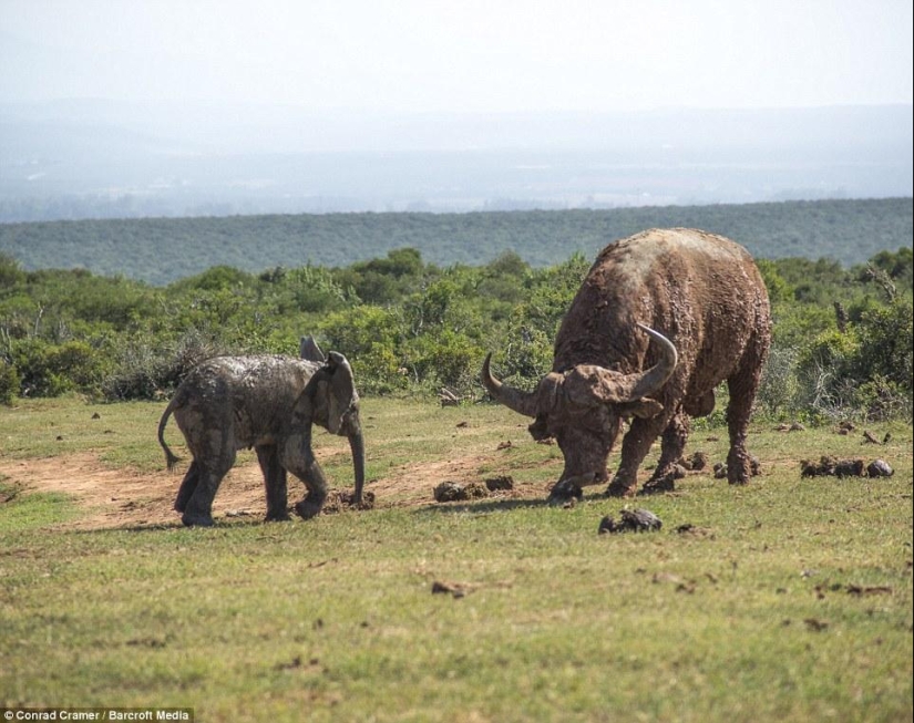 It's a pity for the baby, but this is Nature It's a pity for the baby, but this is Nature