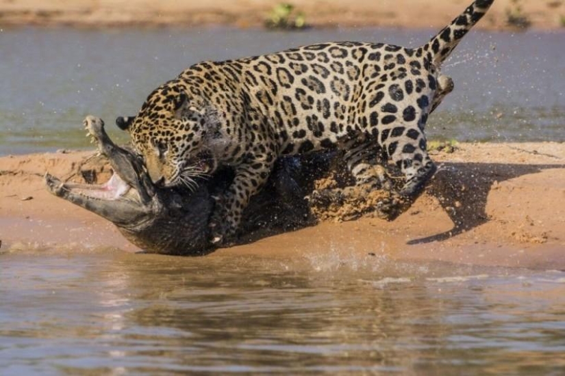 Jaguar vs cocodrilo, ¿quién gana? Jaguar vs cocodrilo, ¿quién gana?