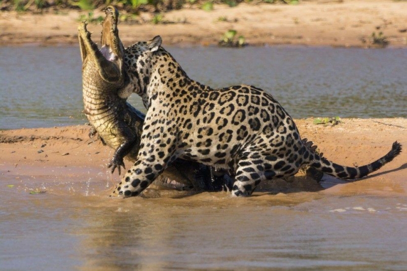 Jaguar vs cocodrilo, ¿quién gana? Jaguar vs cocodrilo, ¿quién gana?