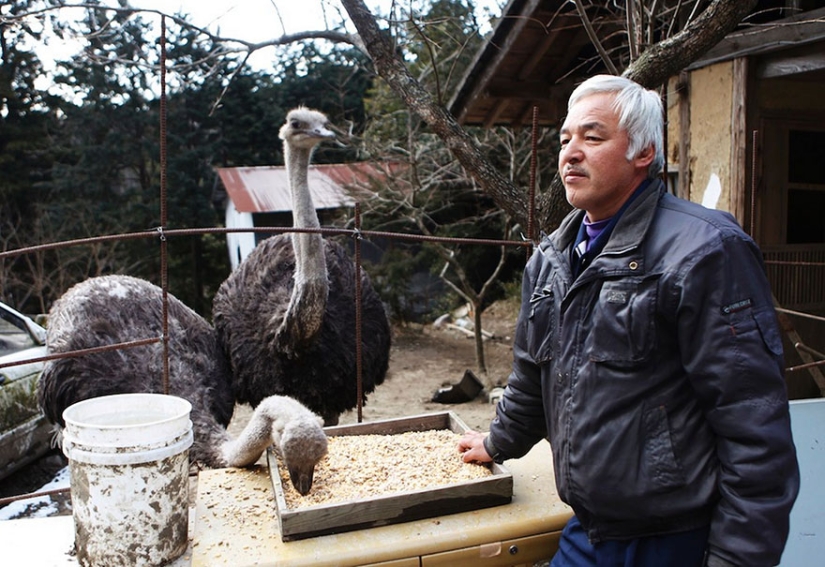 Japanese man returns to Fukushima contaminated area to feed abandoned animals Japanese man returns to Fukushima contaminated area to feed abandoned animals