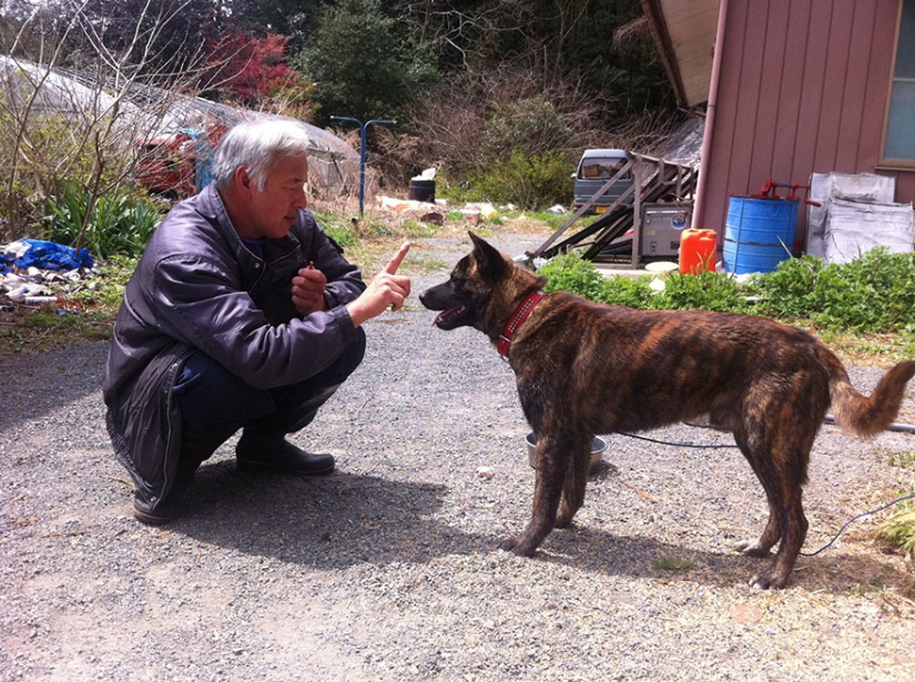 Japanese man returns to Fukushima contaminated area to feed abandoned animals Japanese man returns to Fukushima contaminated area to feed abandoned animals