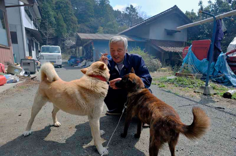 Japanese man returns to Fukushima contaminated area to feed abandoned animals Japanese man returns to Fukushima contaminated area to feed abandoned animals