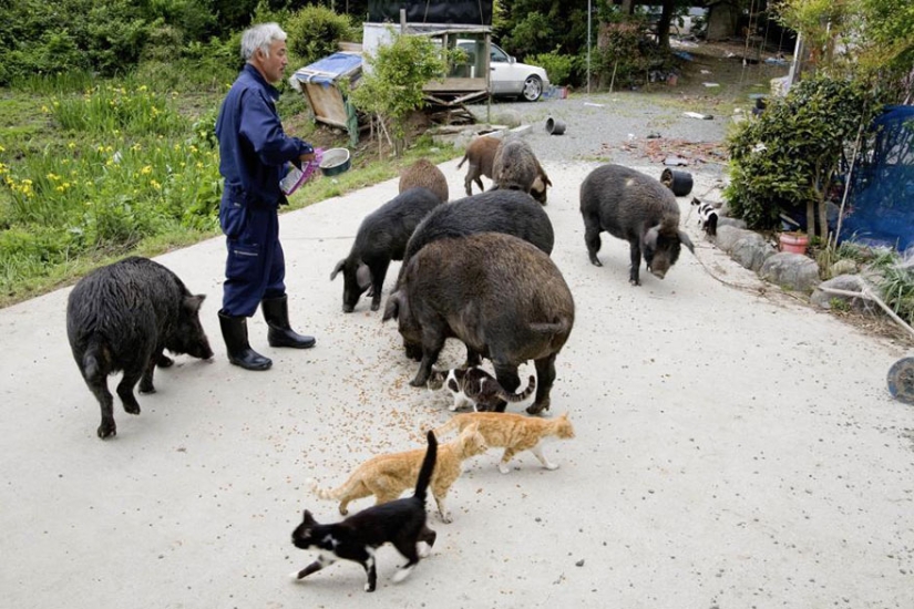 Japanese man returns to Fukushima contaminated area to feed abandoned animals Japanese man returns to Fukushima contaminated area to feed abandoned animals