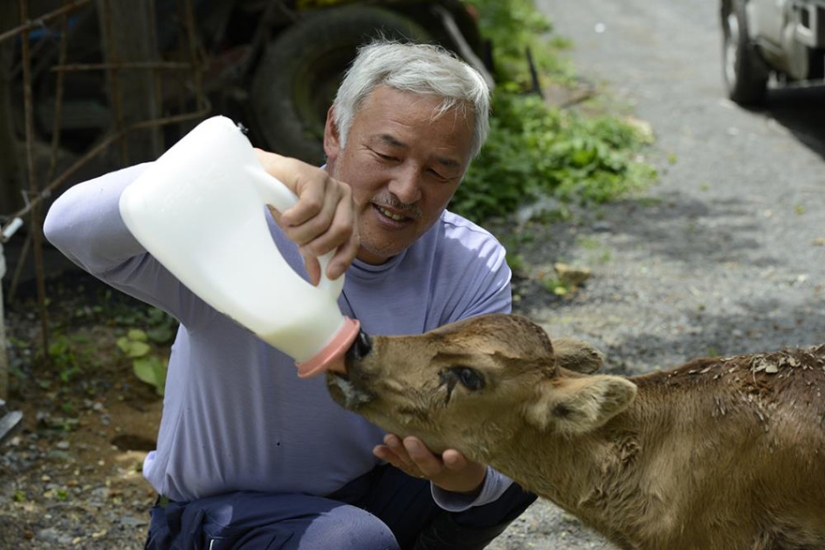 Japanese man returns to Fukushima contaminated area to feed abandoned animals Japanese man returns to Fukushima contaminated area to feed abandoned animals