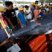 Japanese whalers butchered a whale in front of a crowd of schoolchildren