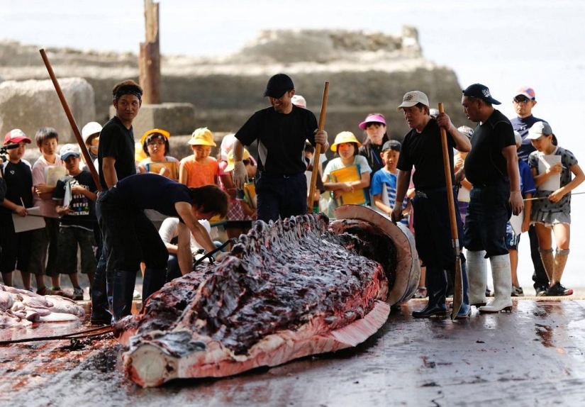 Japanese whalers butchered a whale in front of a crowd of schoolchildren