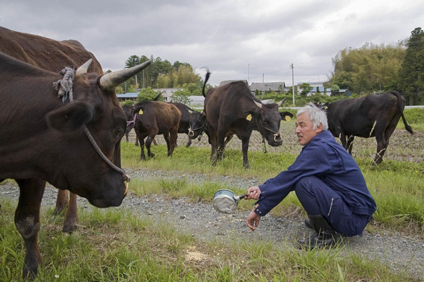 Japonés regresa a zona contaminada de Fukushima para alimentar a animales abandonados
