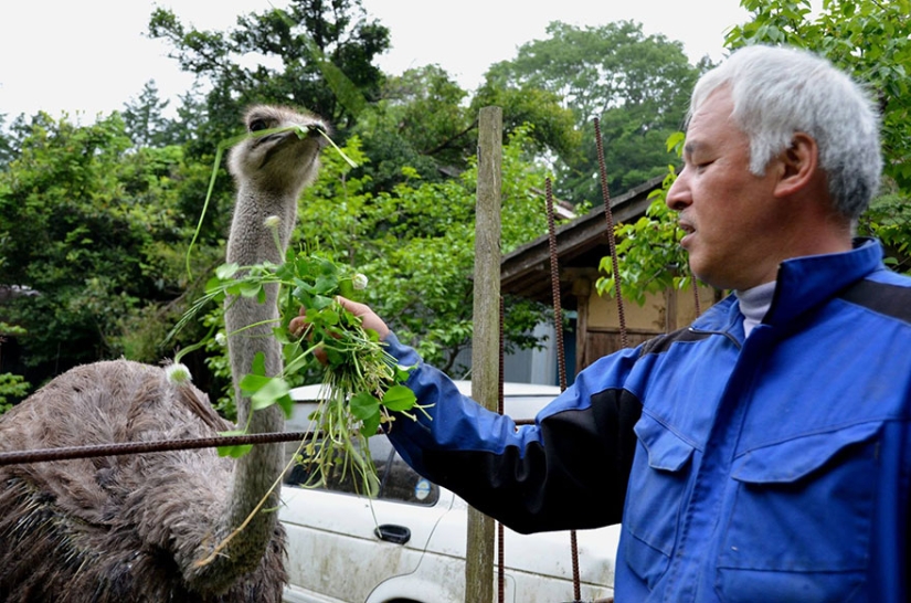 Japonés regresa a zona contaminada de Fukushima para alimentar a animales abandonados