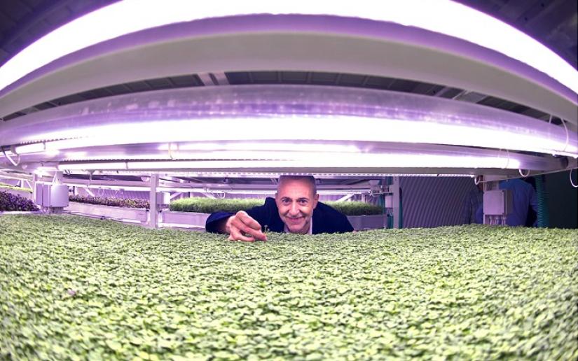 Jardín en un refugio antibombas