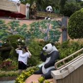 Jia Jia: cómo vive el panda más viejo del mundo