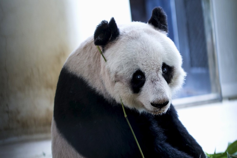 Jia Jia: how the oldest panda in the world lives Jia Jia: how the oldest panda in the world lives