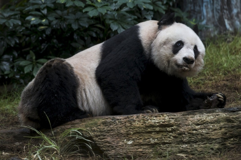 Jia Jia: how the oldest panda in the world lives Jia Jia: how the oldest panda in the world lives