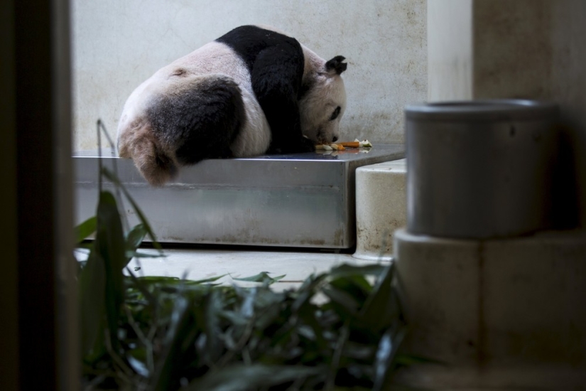 Jia Jia: how the oldest panda in the world lives Jia Jia: how the oldest panda in the world lives
