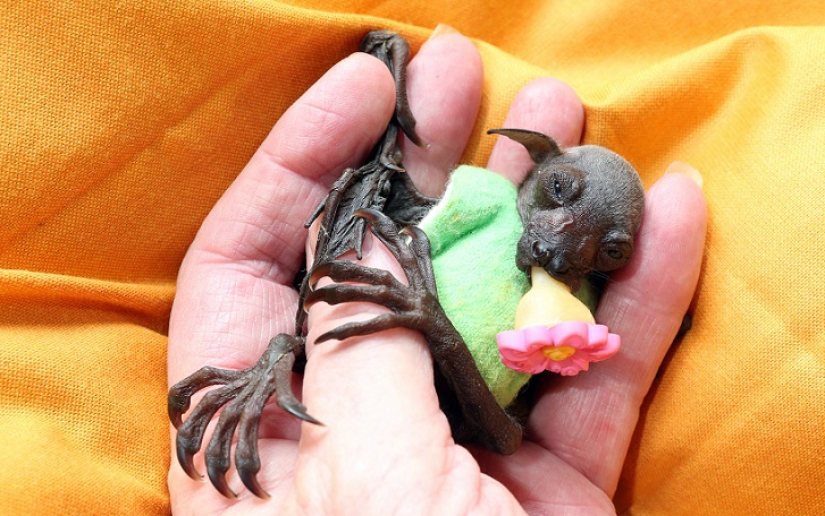 Johnny Depp became the guardian of an orphaned fruit bat