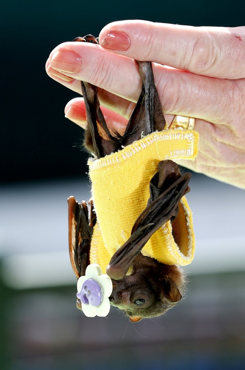 Johnny Depp became the guardian of an orphaned fruit bat