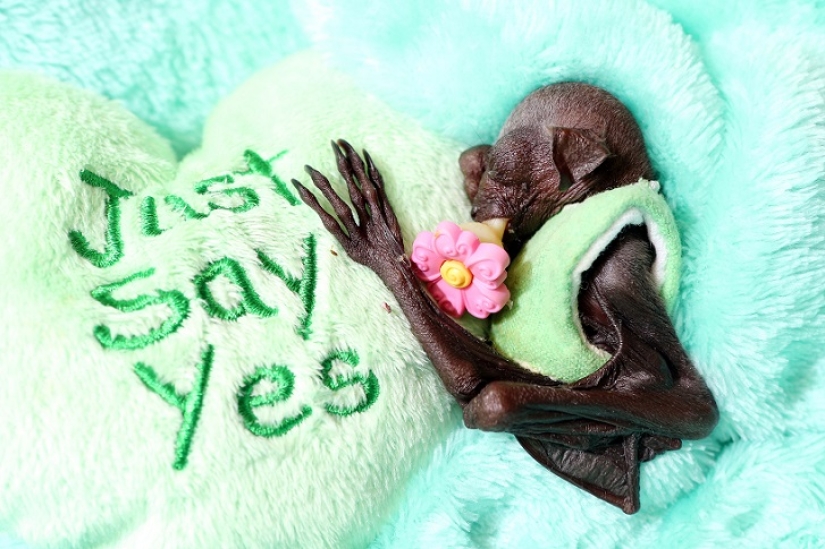 Johnny Depp became the guardian of an orphaned fruit bat