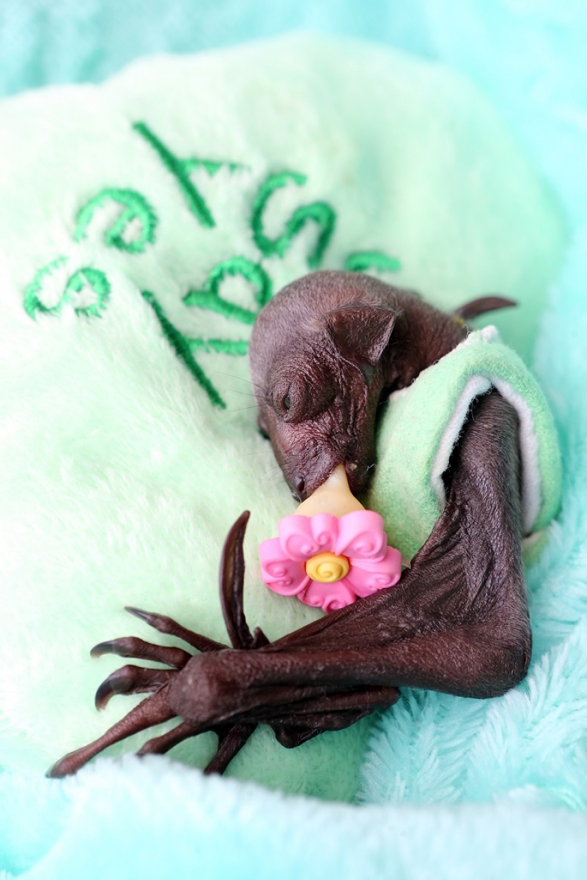 Johnny Depp became the guardian of an orphaned fruit bat