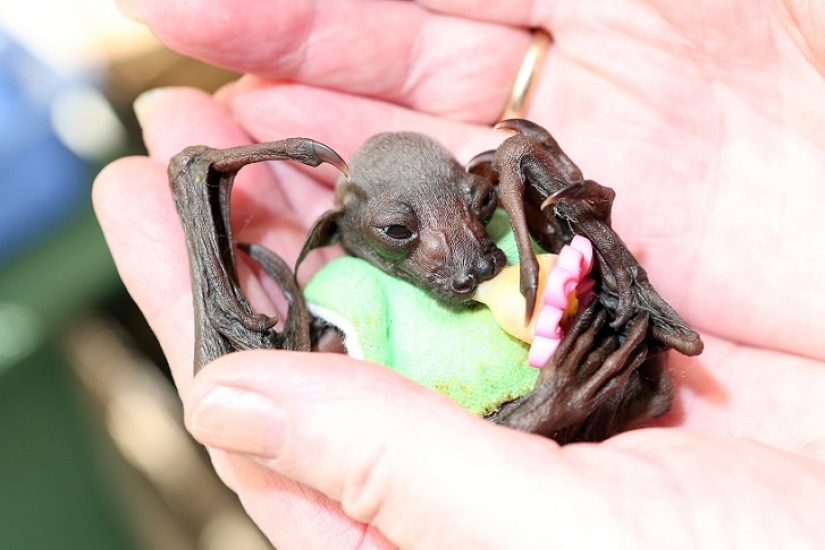 Johnny Depp became the guardian of an orphaned fruit bat