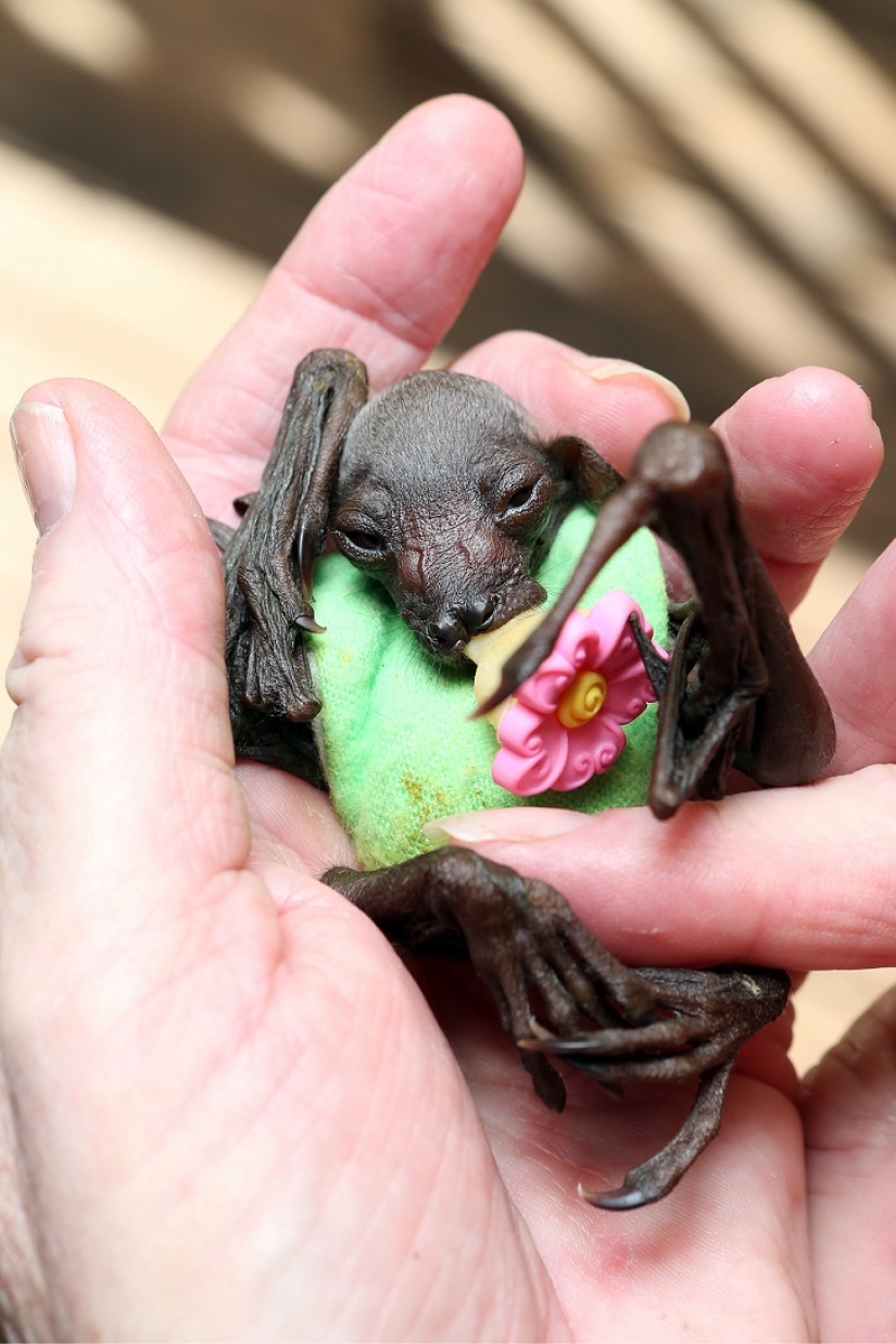 Johnny Depp became the guardian of an orphaned fruit bat