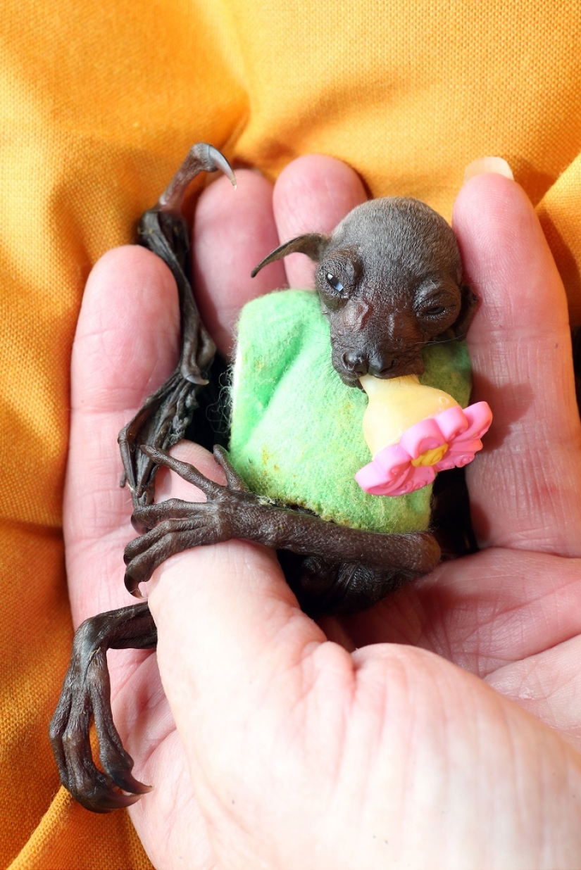 Johnny Depp became the guardian of an orphaned fruit bat