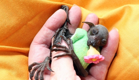 Johnny Depp se convirtió en el guardián de un murciélago de la fruta huérfano