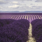 Journey through the most fragrant region of France