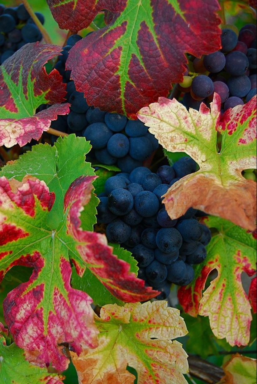 Journey through the most fragrant region of France