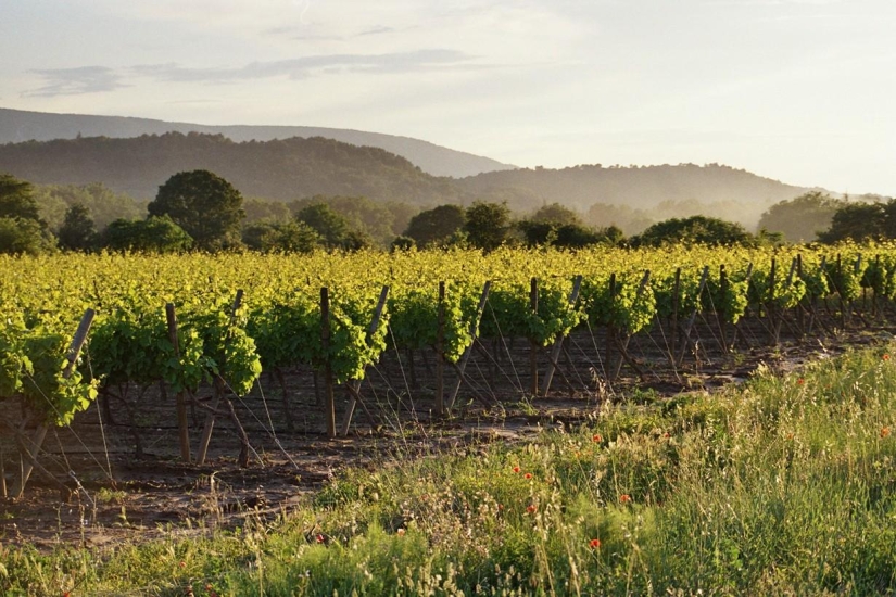 Journey through the most fragrant region of France