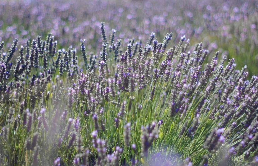 Journey through the most fragrant region of France