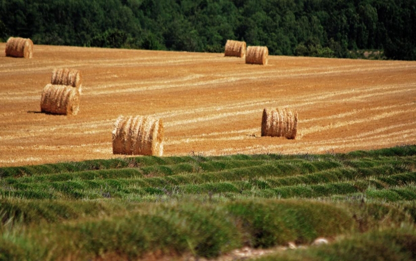 Journey through the most fragrant region of France