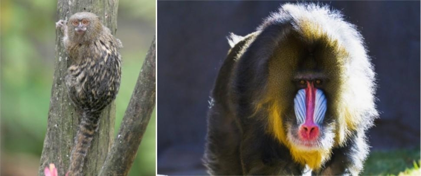 Juegos asombrosos de la naturaleza: grandes y pequeños Juegos asombrosos de la naturaleza: grandes y pequeños