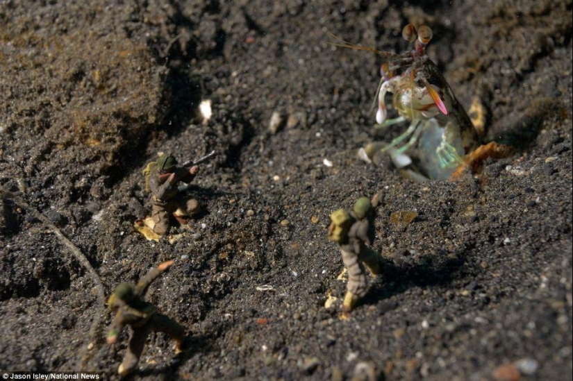 juguetes de vida submarina juguetes de vida submarina