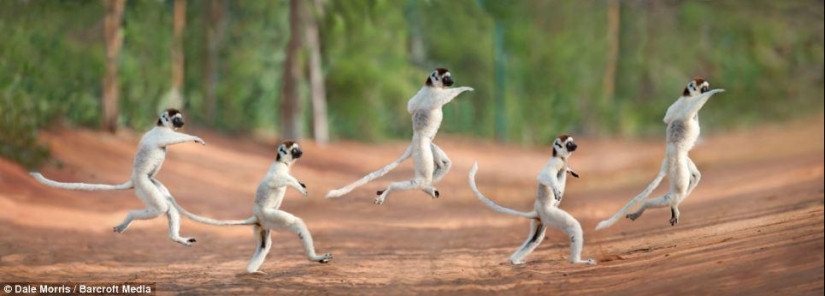 Jumping lemurs of Madagascar Jumping lemurs of Madagascar