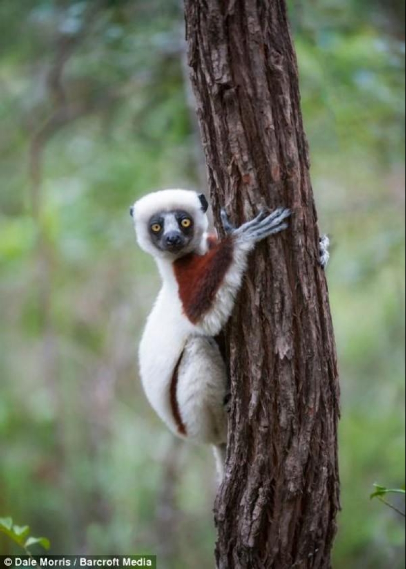 Jumping lemurs of Madagascar Jumping lemurs of Madagascar