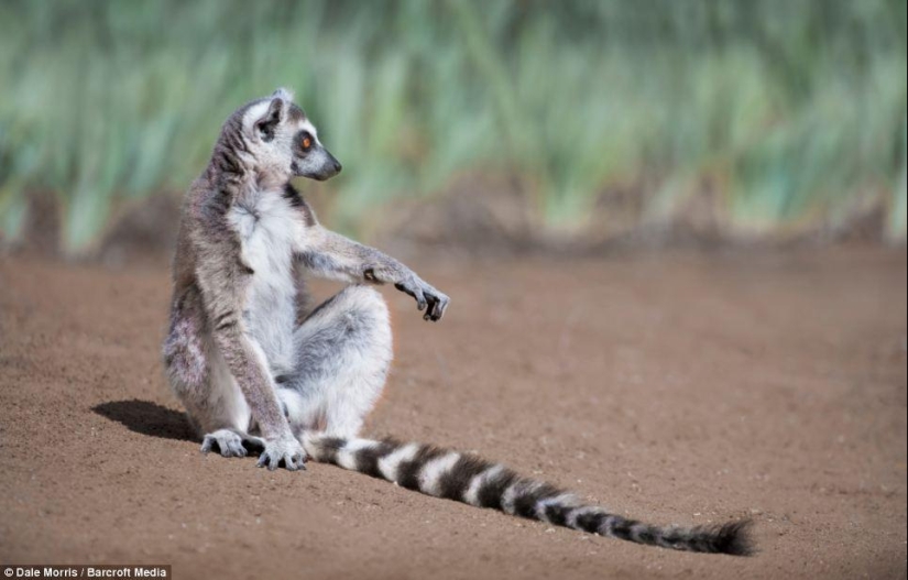 Jumping lemurs of Madagascar Jumping lemurs of Madagascar