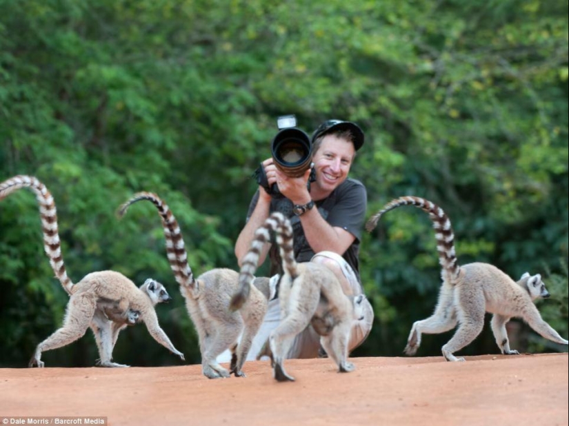 Jumping lemurs of Madagascar Jumping lemurs of Madagascar