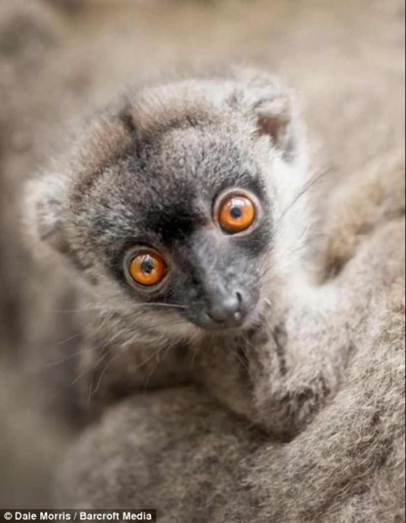Jumping lemurs of Madagascar Jumping lemurs of Madagascar