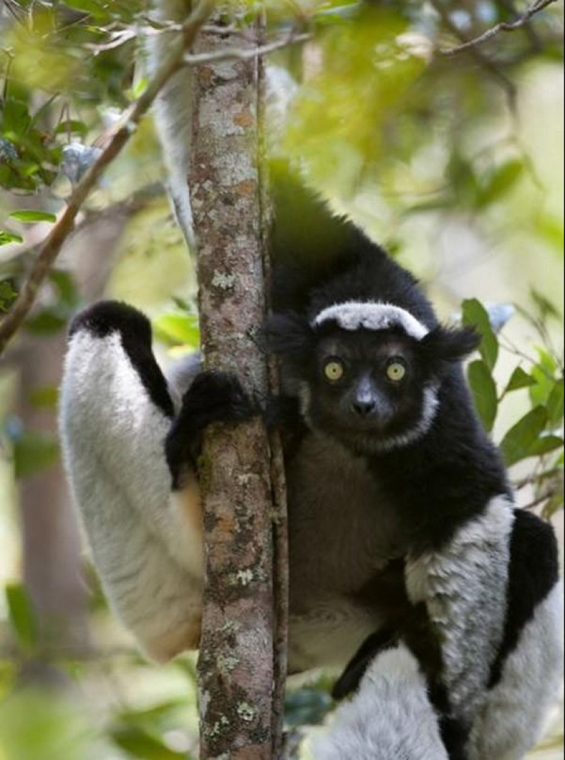 Jumping lemurs of Madagascar Jumping lemurs of Madagascar