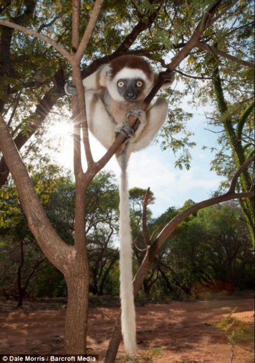 Jumping lemurs of Madagascar Jumping lemurs of Madagascar