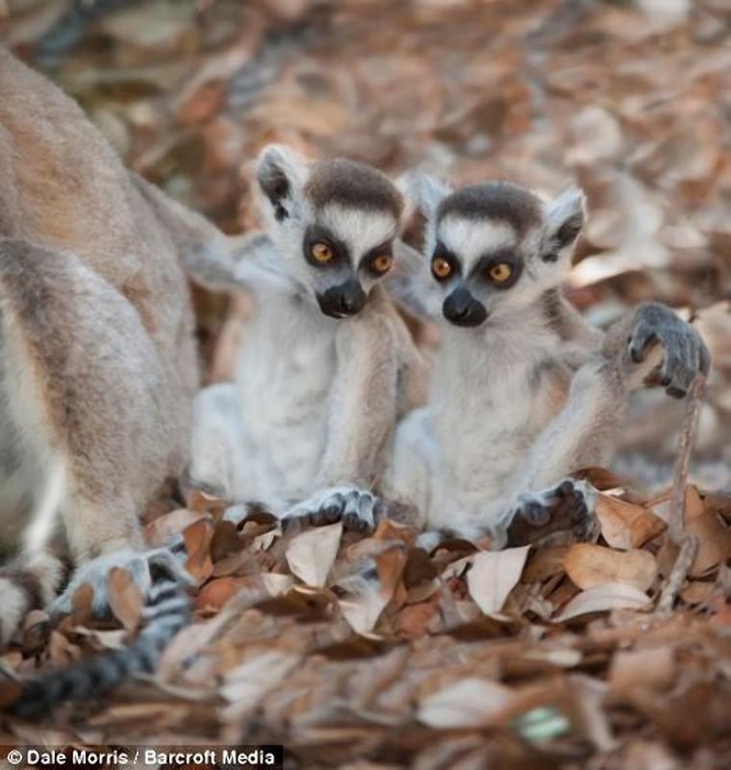 Jumping lemurs of Madagascar Jumping lemurs of Madagascar