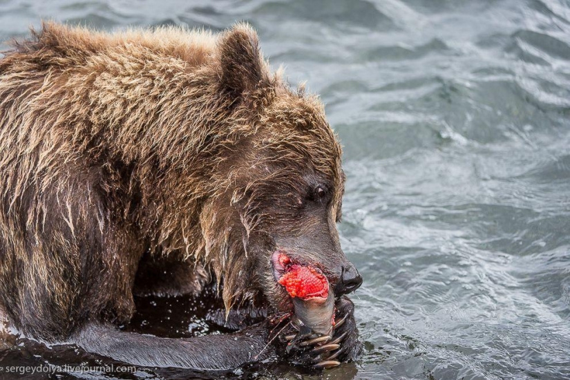 Kamchatka desde el aire