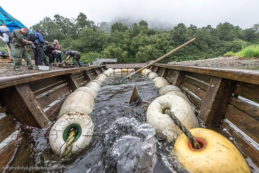 Kamchatka. Salmón Kamchatka. Salmón