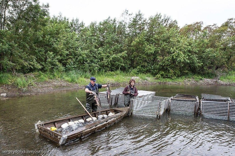 Kamchatka. Salmón Kamchatka. Salmón