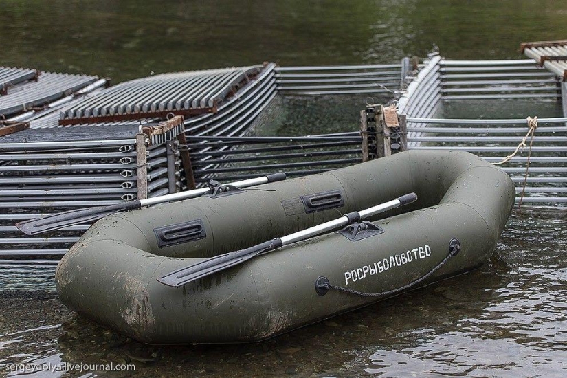 Kamchatka. Salmón Kamchatka. Salmón