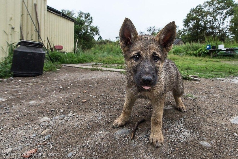 Kamchatka. Salmón Kamchatka. Salmón