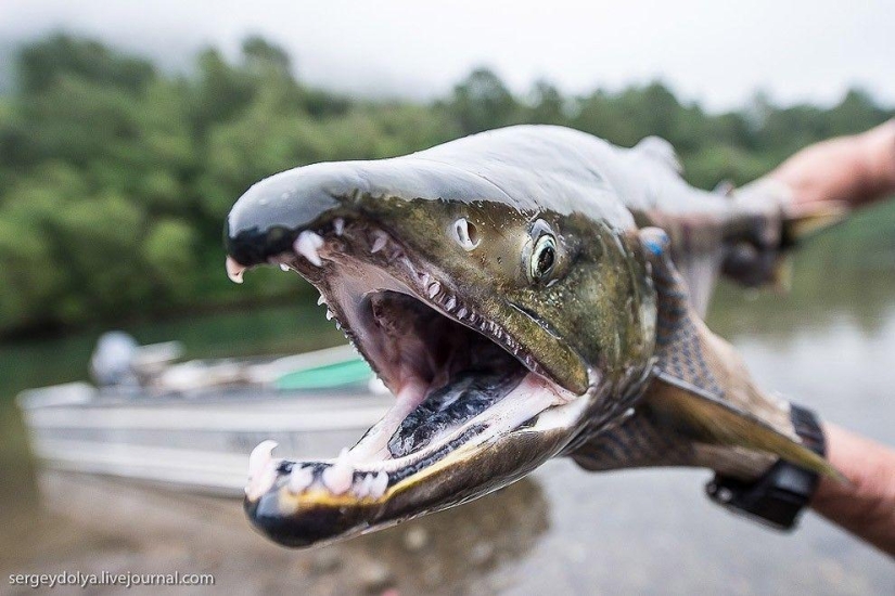 Kamchatka. Salmón Kamchatka. Salmón