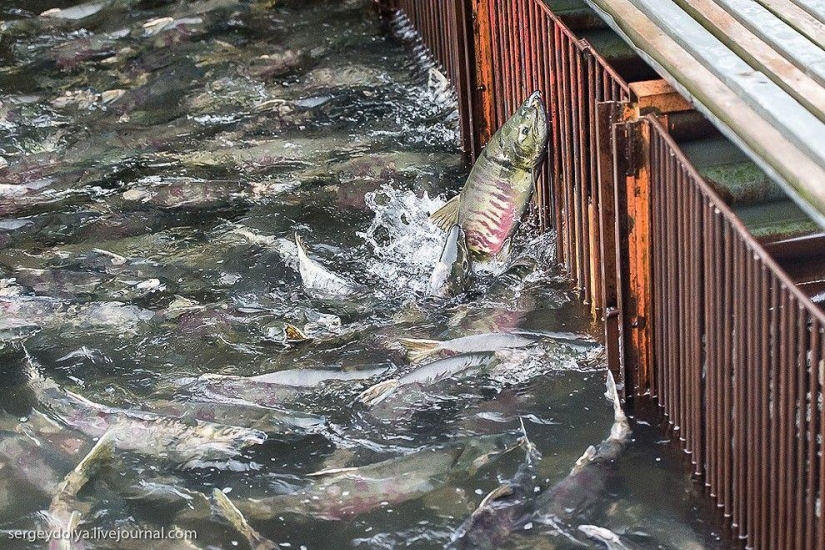Kamchatka. Salmón Kamchatka. Salmón