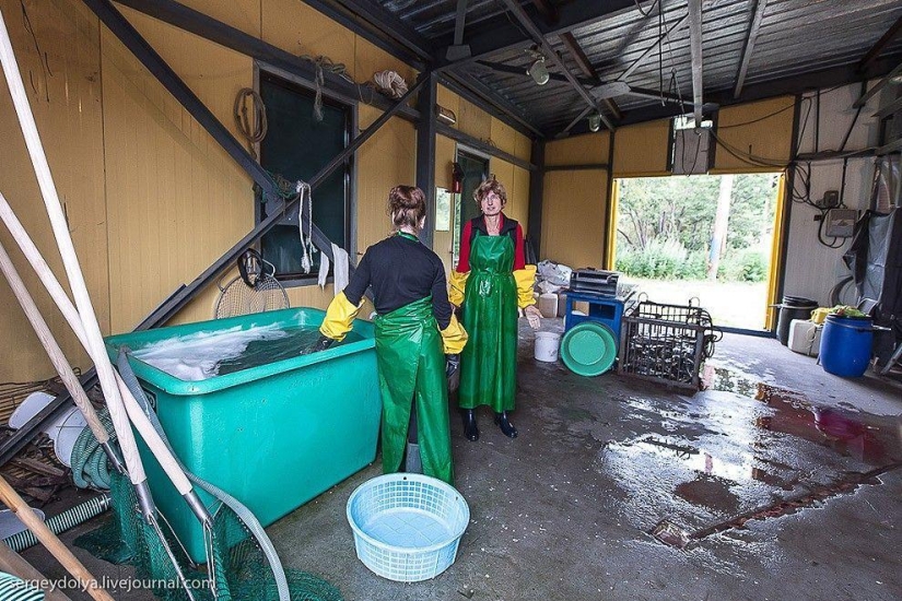 Kamchatka. Salmón Kamchatka. Salmón